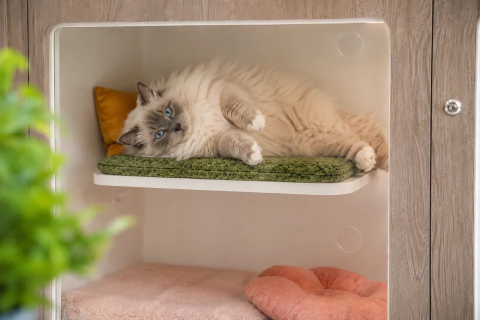 White cat exploring the upper level of bright individual accommodation